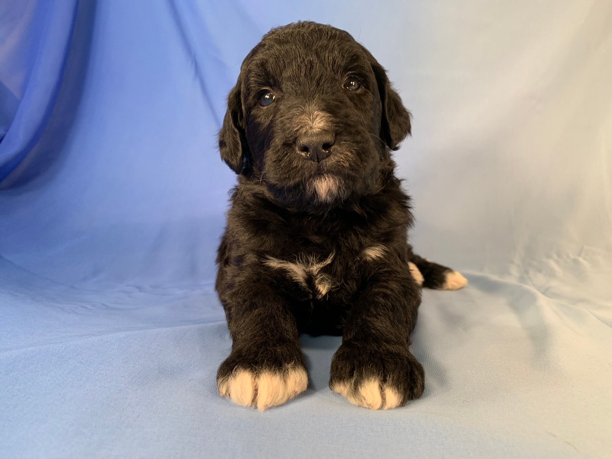 F1 Male Bernedoodle Puppy For Sale In Iowa